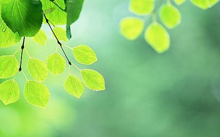 Fresh_green_leaves_JK186_350A