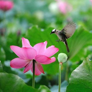 Beautiful lotus flower and cute birds (01)