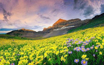 valley-of-flowers