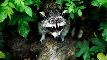 raccoon-1885137_1280