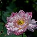 DSC_1890.JPG