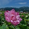 DSC_1978.JPG