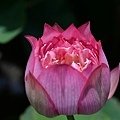 DSC_1928.JPG