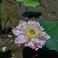 DSC_1986.JPG