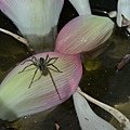 DSC_2038.JPG