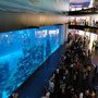 杜拜 (50) Dubai Mall內金氏世界紀錄的世界最大壓克力水族箱.JPG