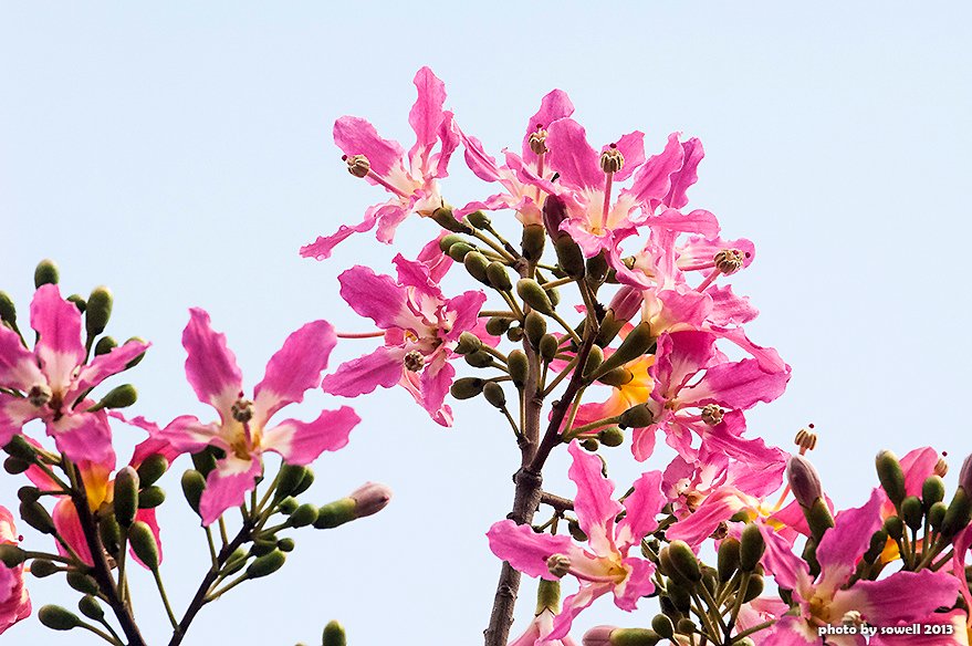 SOW_0058.JPG