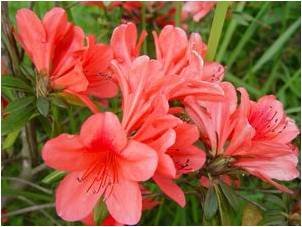 杜鵑花1.jpg