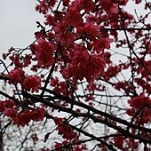 IMG_9249.jpg