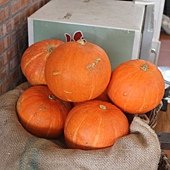IMG_7792