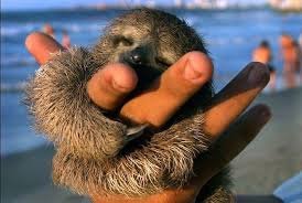 baby sloth