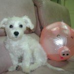 dog-1.jpg