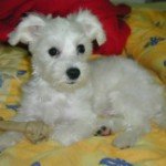 dog-2.jpg