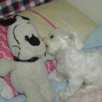 dog-3.jpg