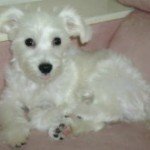 dog-5.jpg