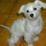 dog-6.jpg