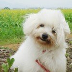 dog-8.jpg