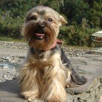dog-9.jpg