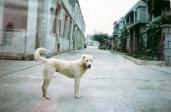 蓓蓓-2.JPG