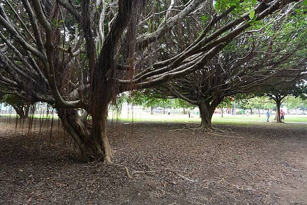 亞亞的野餐約會《大溪埔頂公園》 (15).JPG