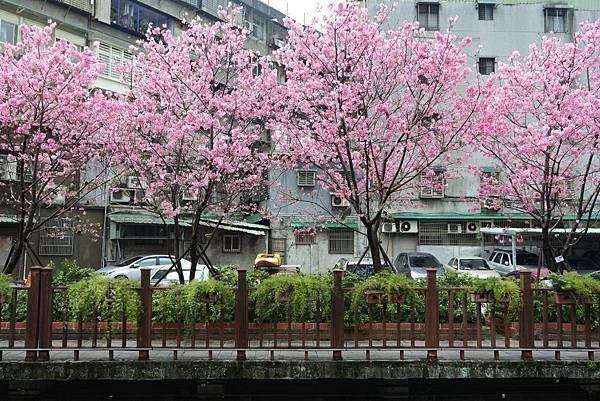 亞亞的櫻吹雪《希望之河》 (25).JPG