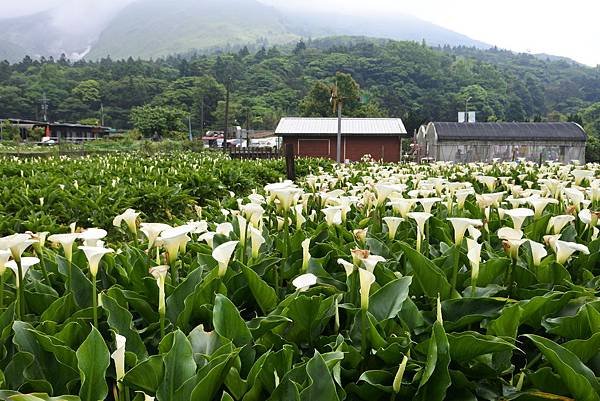 亞把馬賞海芋 (1).JPG