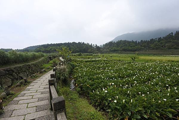 亞把馬賞海芋 (19).JPG