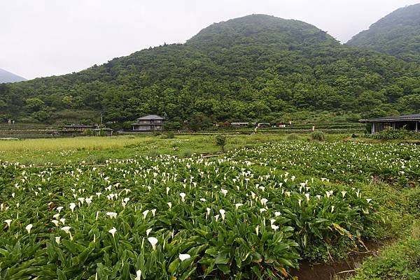 亞把馬賞海芋 (21).JPG