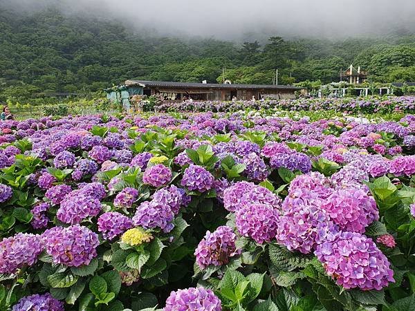 台北市財福海芋田 (1).jpg