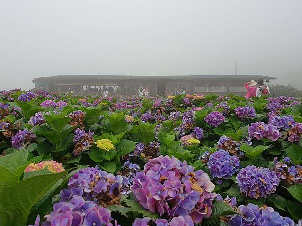 台北市財福海芋田 (9).jpg