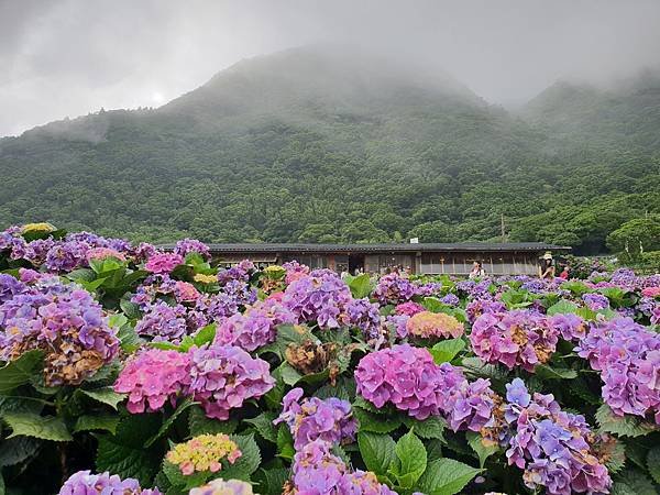 台北市財福海芋田 (11).jpg