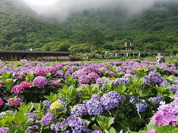 台北市財福海芋田 (12).jpg