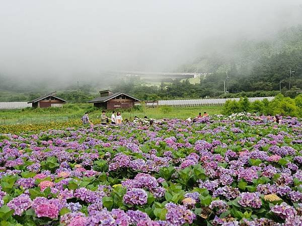 台北市財福海芋田 (18).jpg