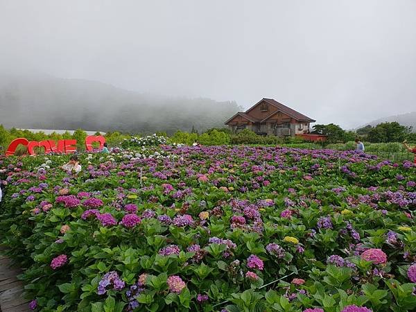 台北市財福海芋田 (25).jpg