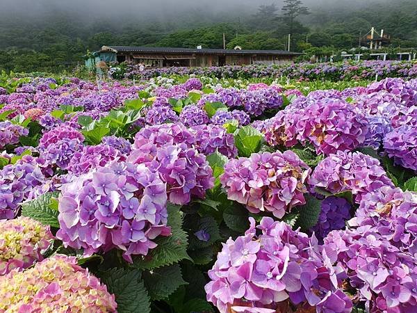 台北市財福海芋田 (31).jpg