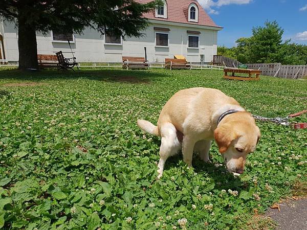 日本栃木県那須どうぶつ王国：レンタル犬 (30).jpg