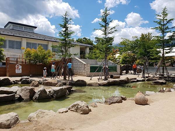 日本栃木県那須どうぶつ王国：カピバラの森 (5).jpg