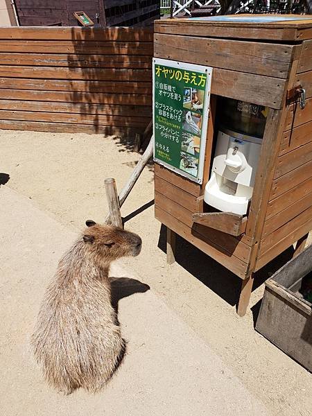 日本栃木県那須どうぶつ王国：カピバラの森 (2).jpg