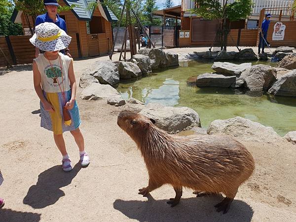 日本栃木県那須どうぶつ王国：カピバラの森 (1).jpg