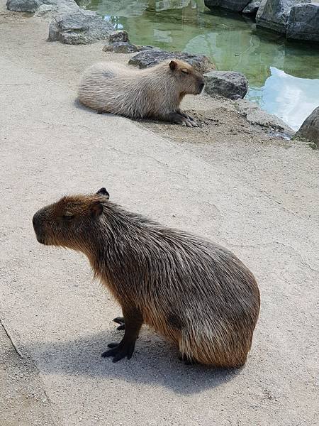 日本栃木県那須どうぶつ王国：カピバラの森 (6).jpg