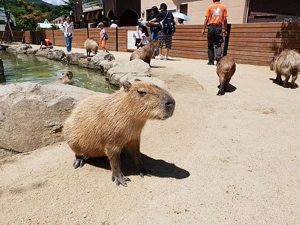 日本栃木県那須どうぶつ王国：カピバラの森 (8).jpg