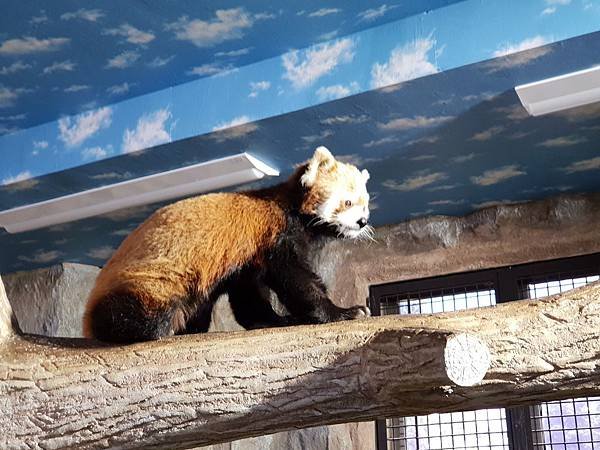 日本栃木県那須どうぶつ王国：保全の森 (8).jpg