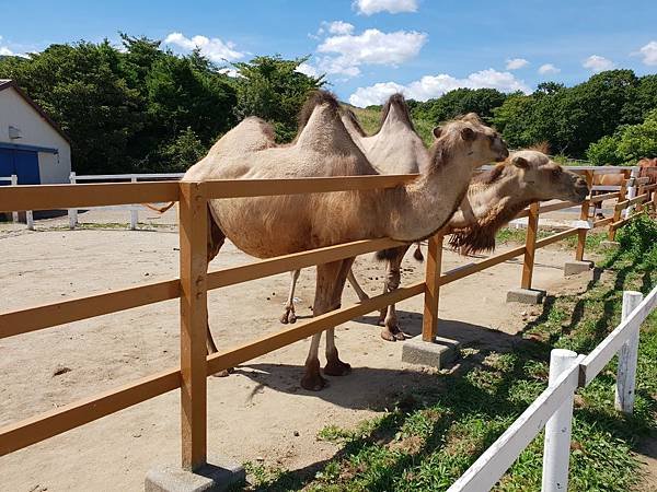 日本栃木県那須どうぶつ王国：王国ファーム (3).jpg