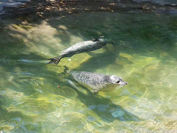 日本栃木県那須どうぶつ王国：ペンギンビレッジ (2).jpg