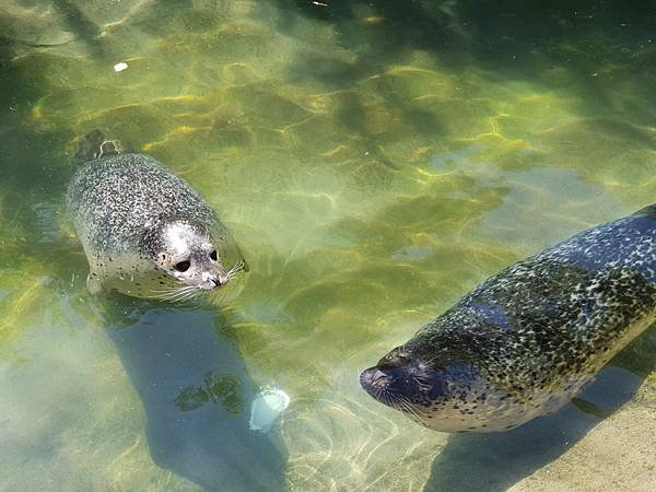 日本栃木県那須どうぶつ王国：ペンギンビレッジ (1).jpg