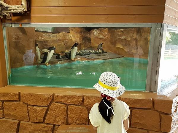 日本栃木県那須どうぶつ王国：ペンギンビレッジ (13).jpg