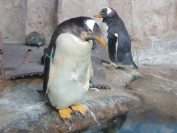 日本栃木県那須どうぶつ王国：ペンギンビレッジ (11).jpg