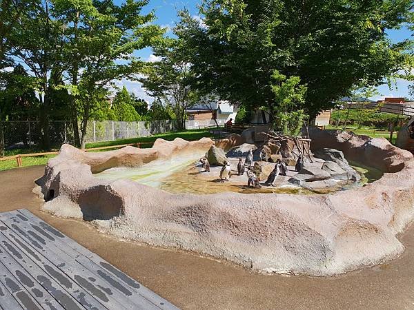 日本栃木県那須どうぶつ王国：ペンギンビレッジ (15).jpg