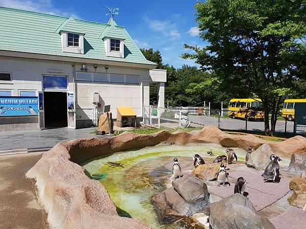 日本栃木県那須どうぶつ王国：ペンギンビレッジ (17).jpg