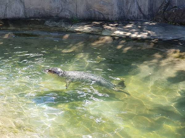 日本栃木県那須どうぶつ王国：ペンギンビレッジ (16).jpg